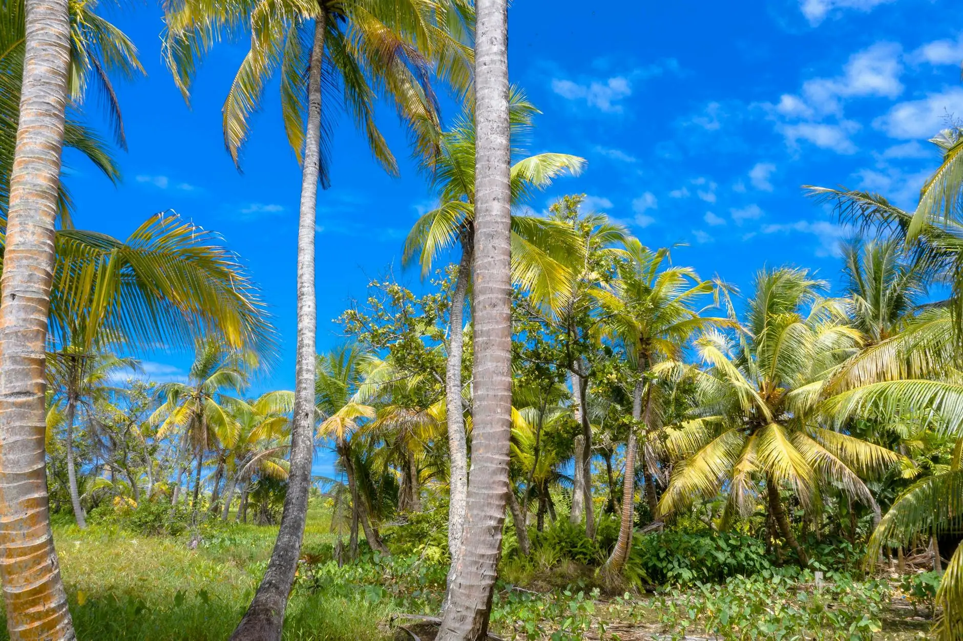Beautiful palm trees in a lush tropical setting under a vibrant blue sky in Fuvahmulah, Maldives.