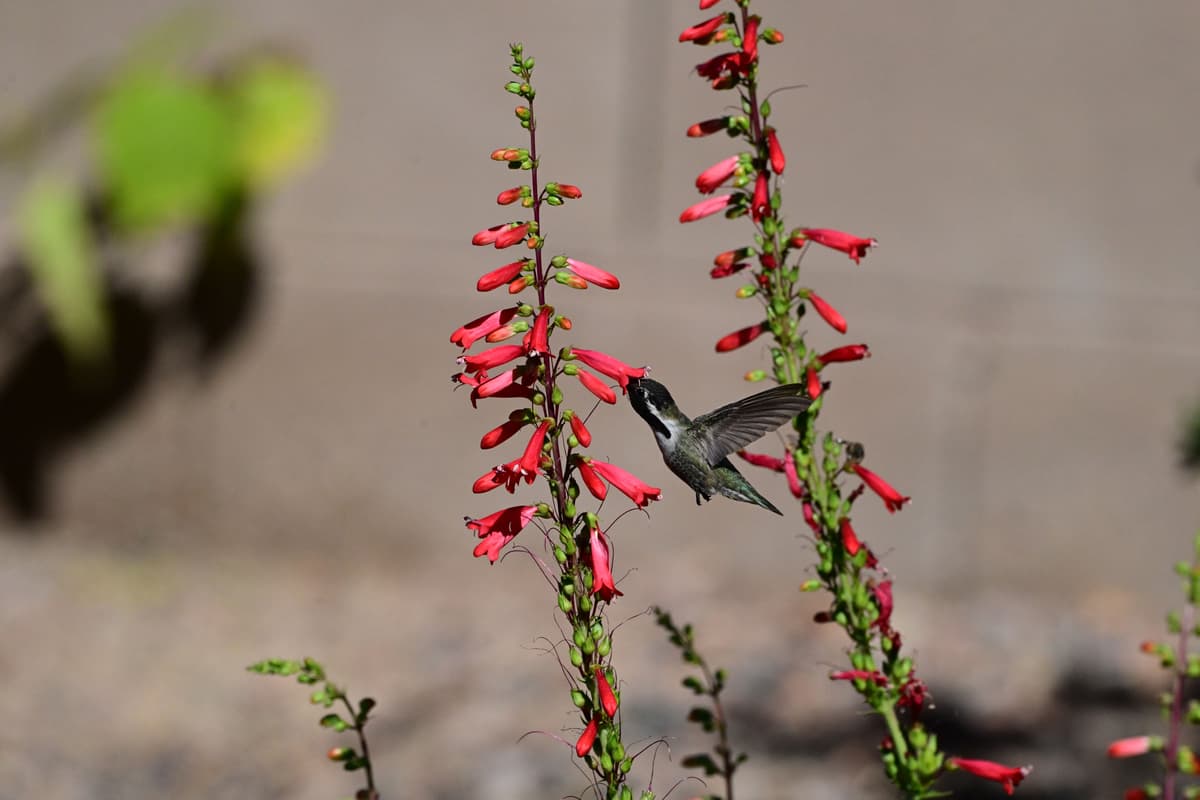 A hummingbird feeds among vibrant red Salvia flowers, Washington Native Plants for Beginners