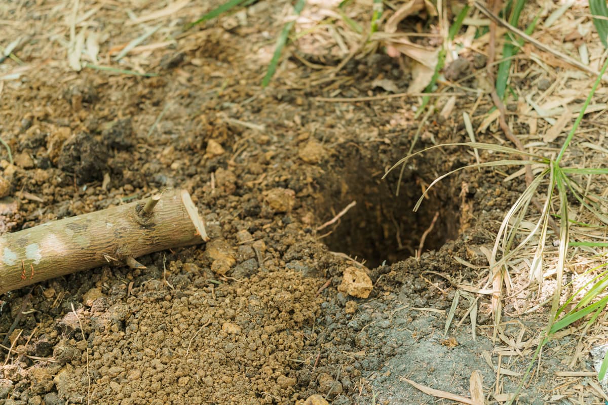 A dark hole is dug in rich soil with grass nearby