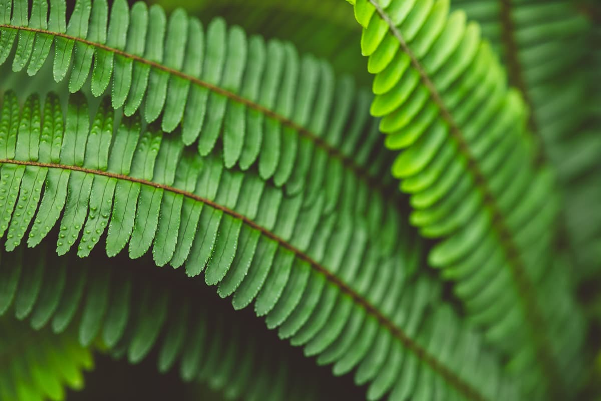 Vibrant green ferns gracefully arching against a dark background. Washington Native Plants for Beginners