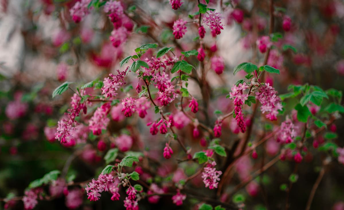 Explore the serene beauty of lush greenery with bunchberry plants and pine forest.
