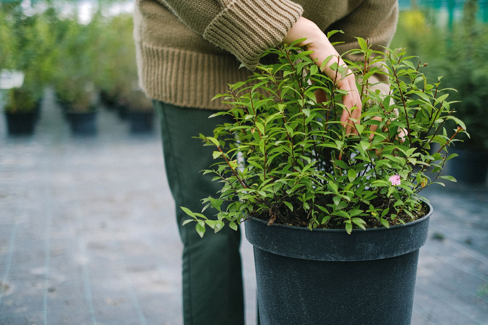 Watering potted plants on an upper deck with a watering can, with runoff collected in a deep saucer