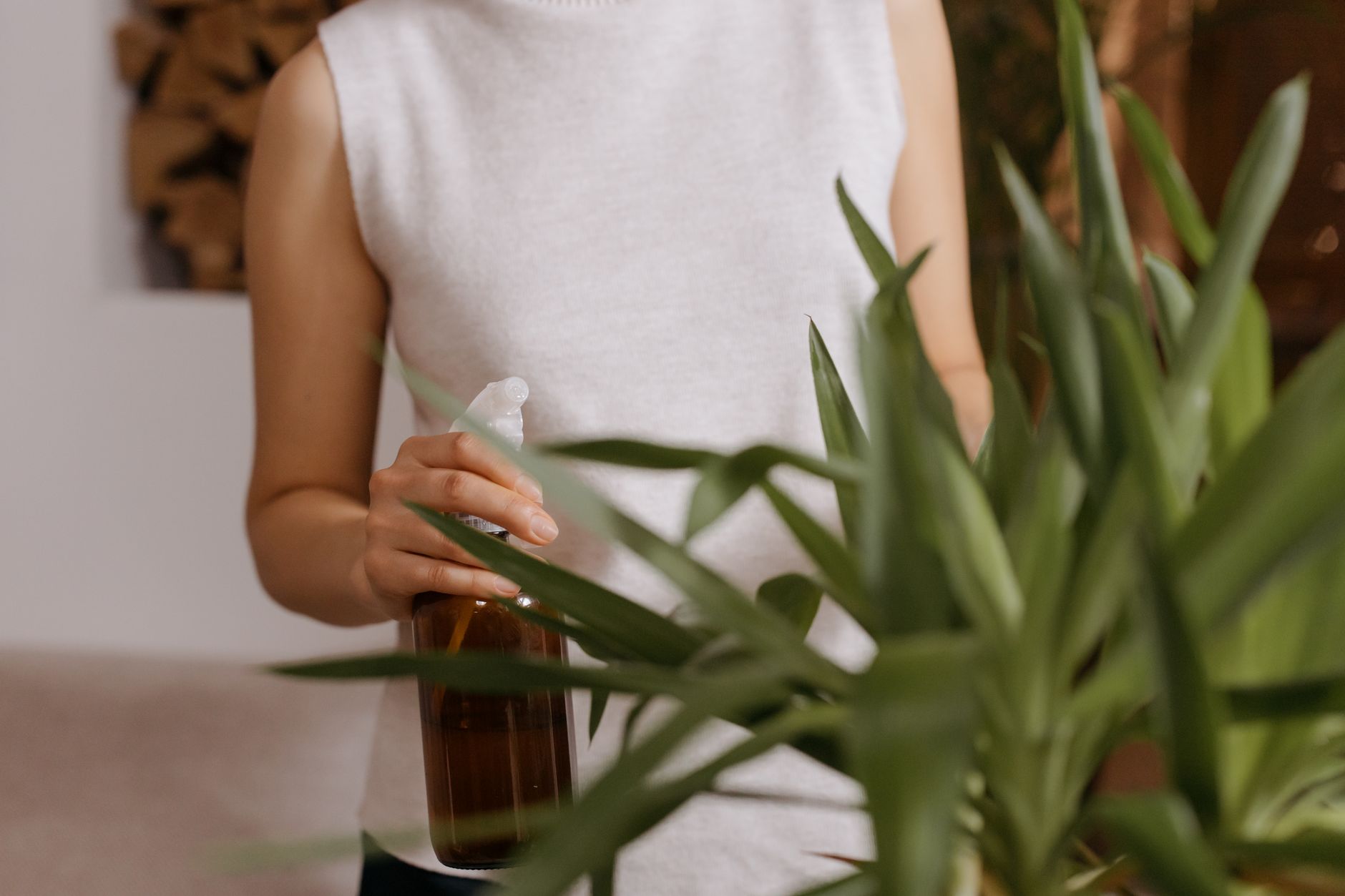 Person watering a potted houseplant with a watering can, illustrating the question of whether to water plants with hydrogen peroxide.