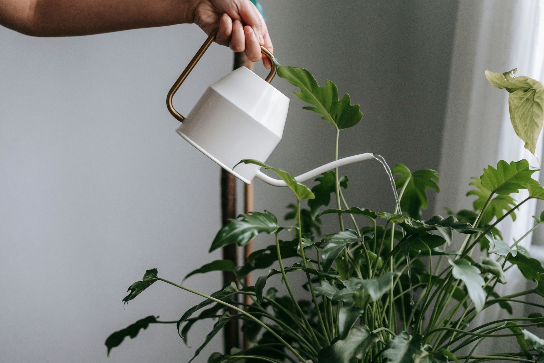 Crop unrecognizable person with watering can pouring water into flowerpot with green plant while standing near wall in light room