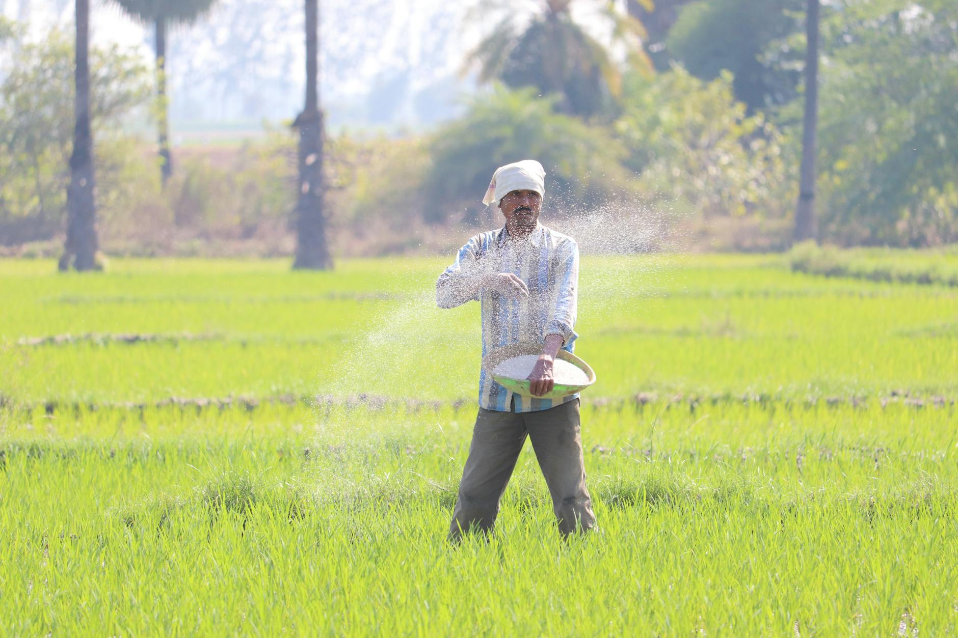 Full body ethnic senior male in casual clothes walking on grassy field and sowing rice while looking away in sunny day