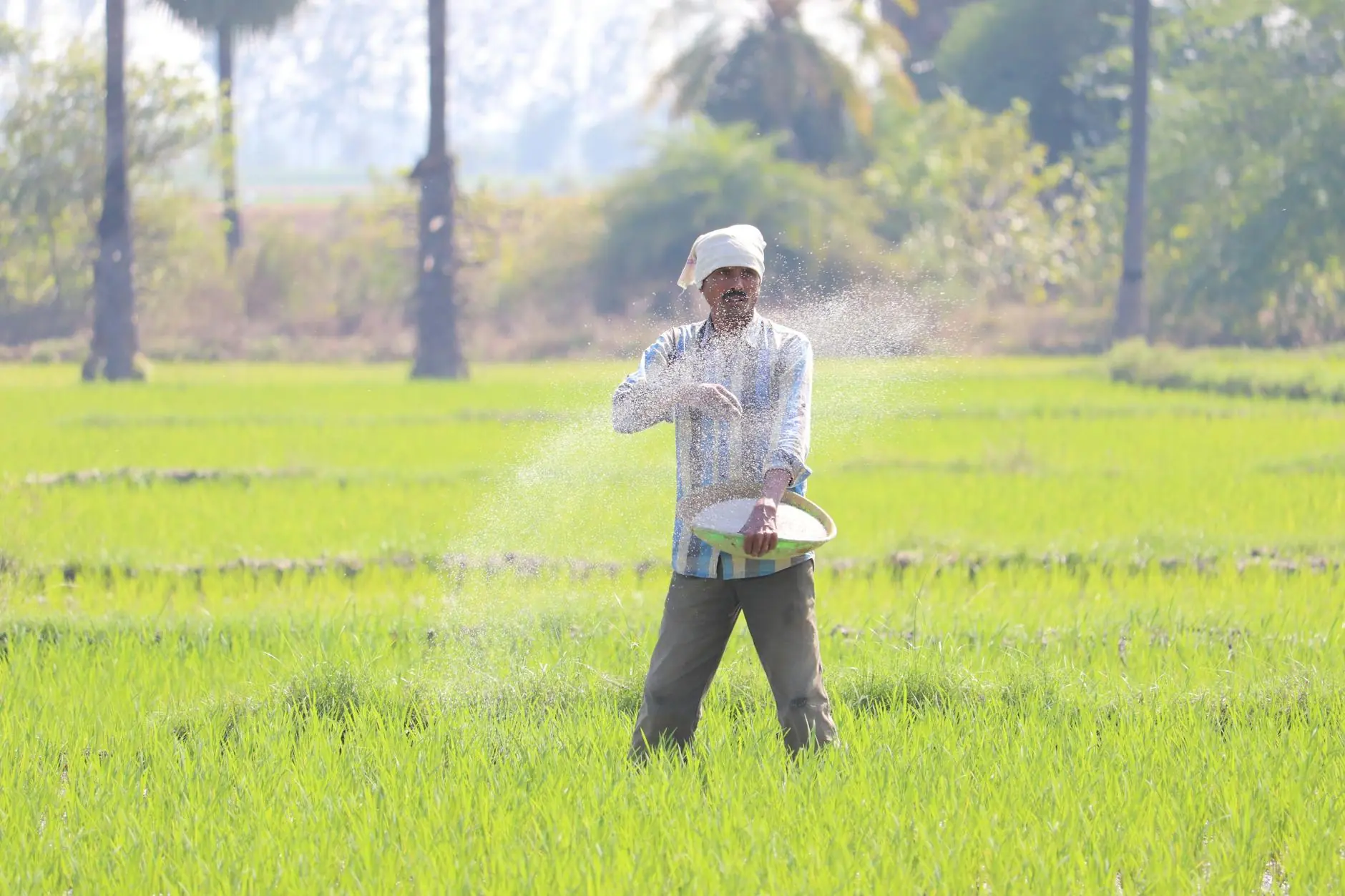 Full body ethnic senior male in casual clothes walking on grassy field and sowing rice while looking away in sunny day