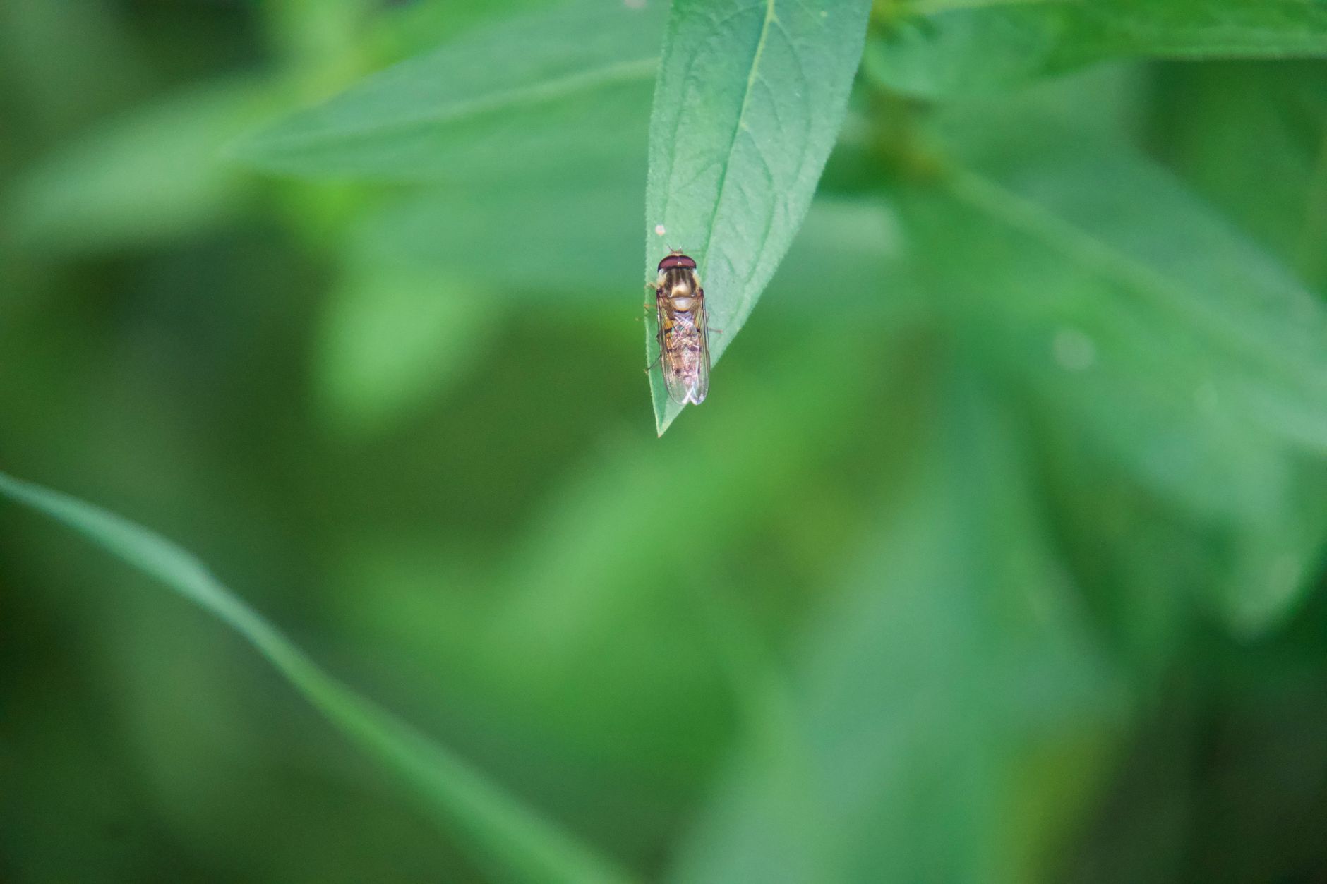 Close-up of a houseplant in potting soil, the moist growing medium where fungus gnats breed and lay eggs.