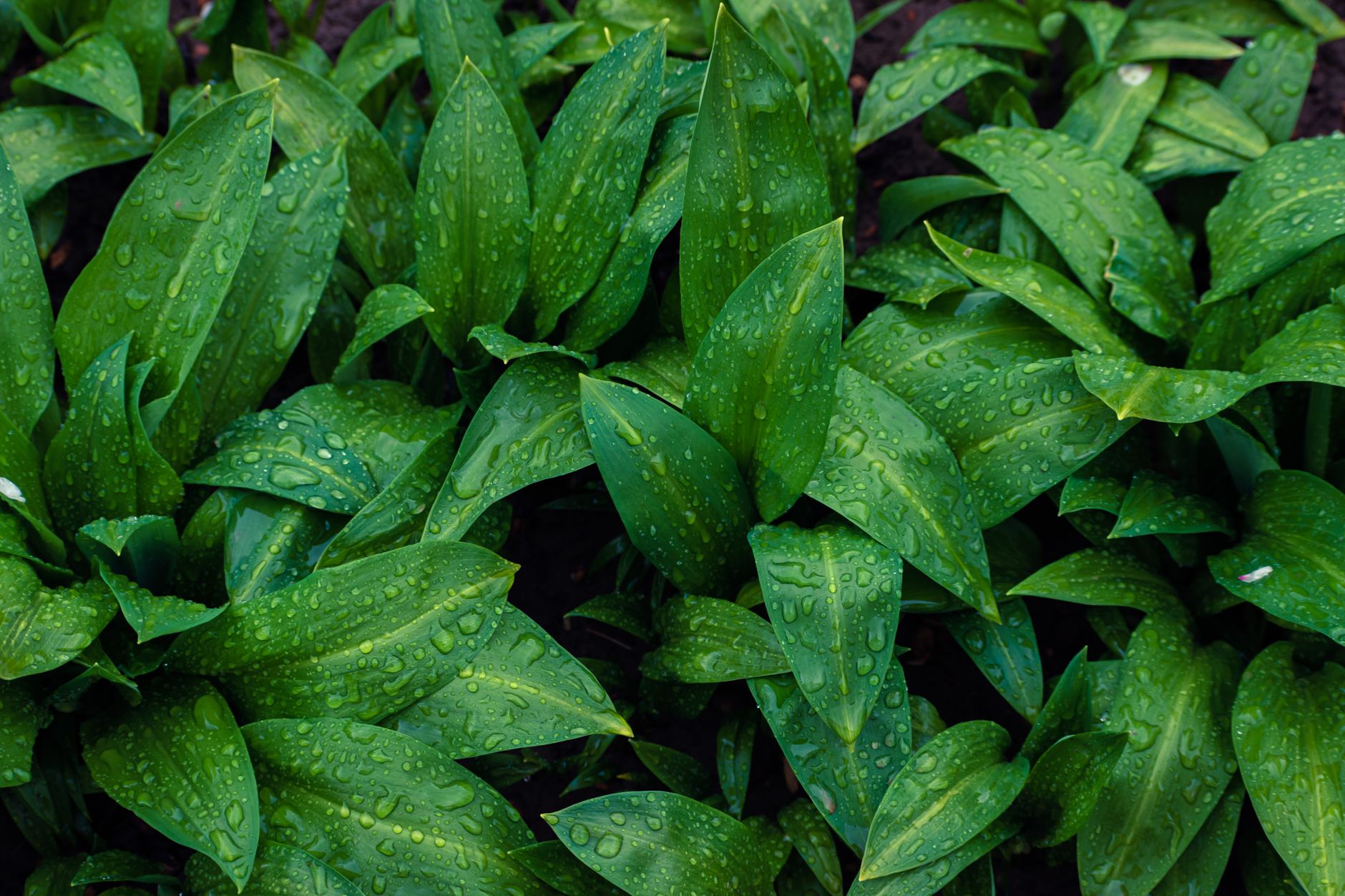 Wet-soil garden planting with moisture-loving plants in dark, saturated ground — a guide to what to plant in wet soil