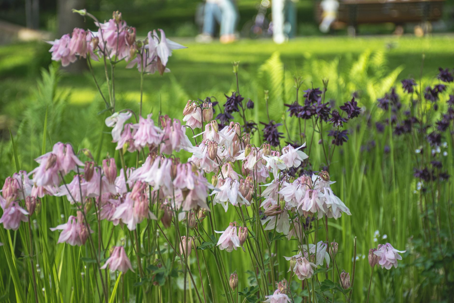 Wet-soil garden planting with moisture-loving plants in dark, saturated ground — a guide to what to plant in wet soil