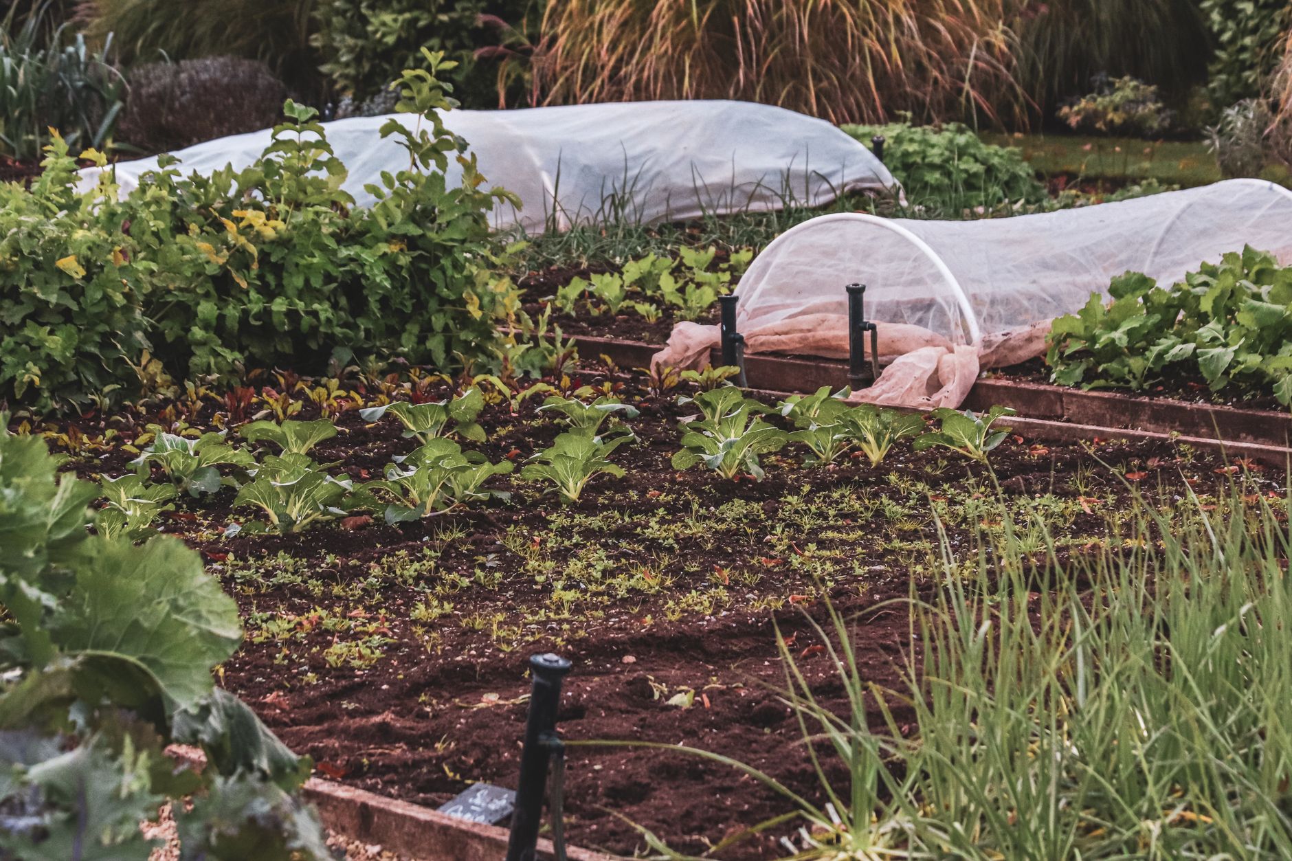 Wet-soil garden planting with moisture-loving plants in dark, saturated ground — a guide to what to plant in wet soil