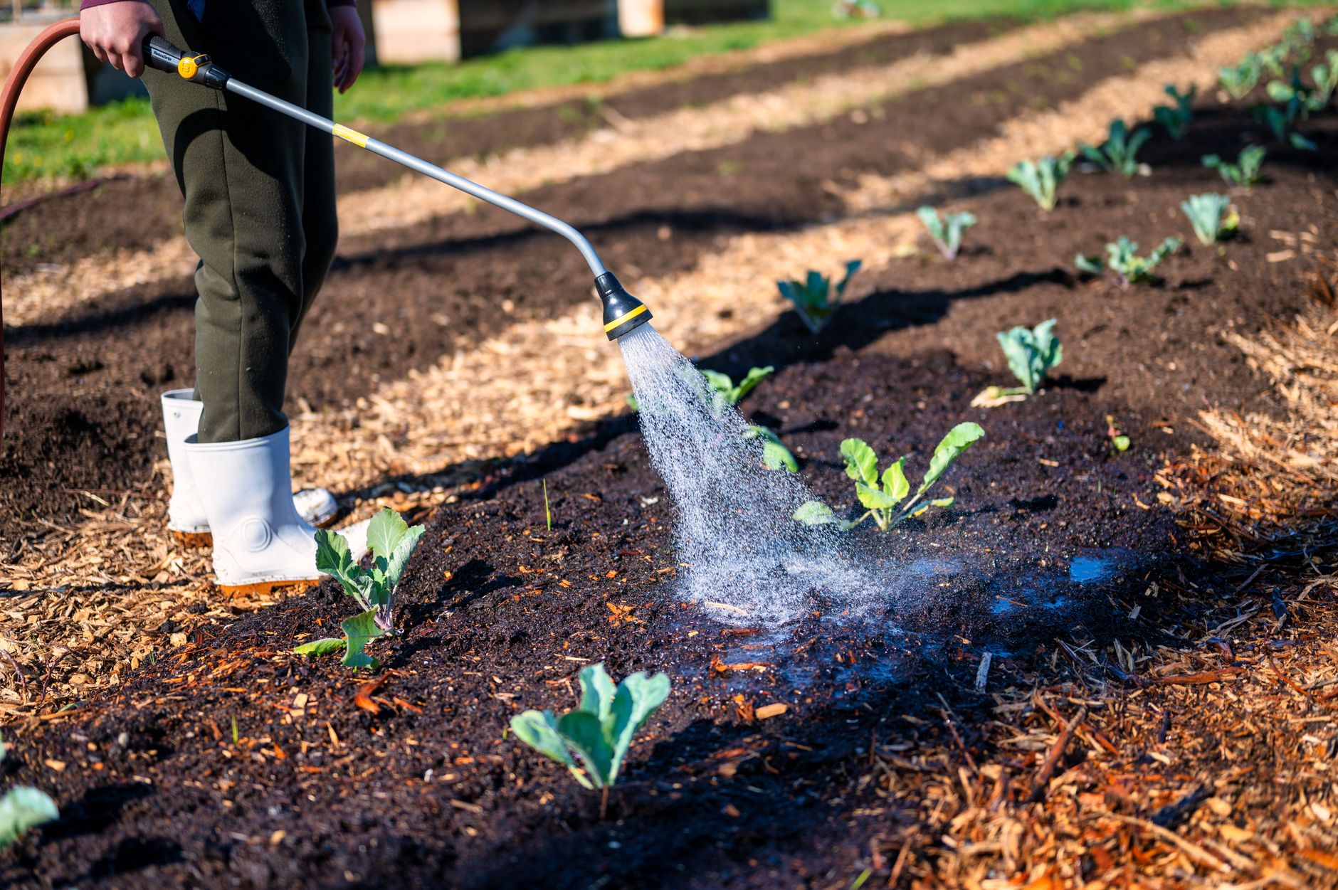 A gardener wearing white boots waters young plants in soil on a sunny farm day.