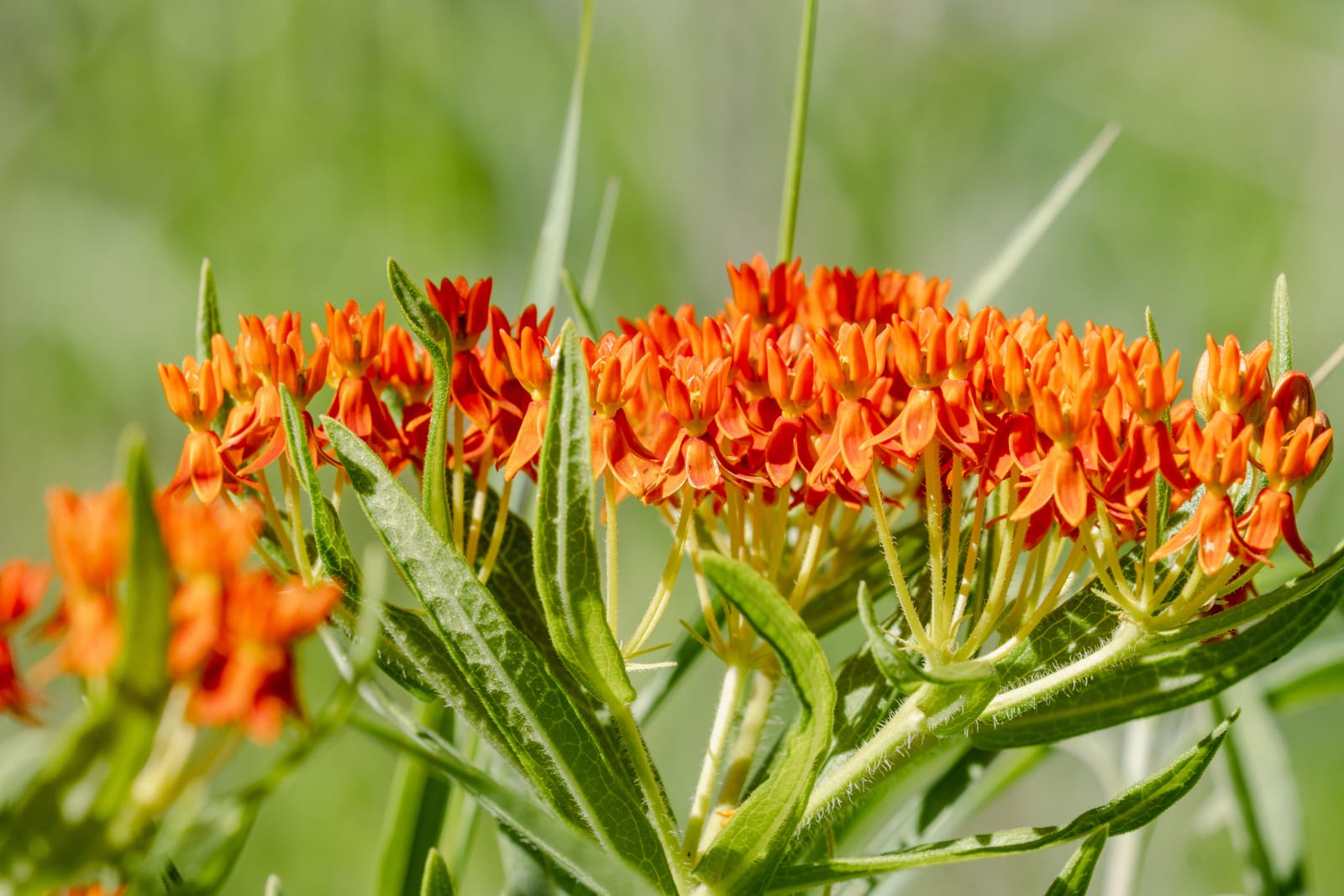 Vibrant orange milkweed flowers in focus with green foliage. Best Wisconsin Native Plants for Pollinators