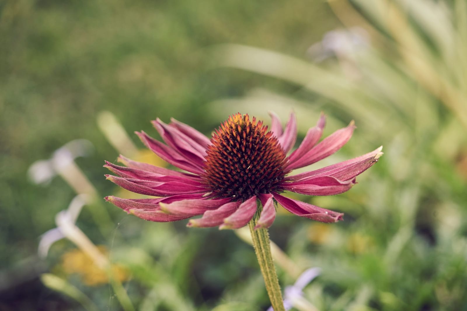 Dark burgundy coneflower blooms amidst green grasses, Best Wisconsin Native Plants for Pollinators and Wildlife