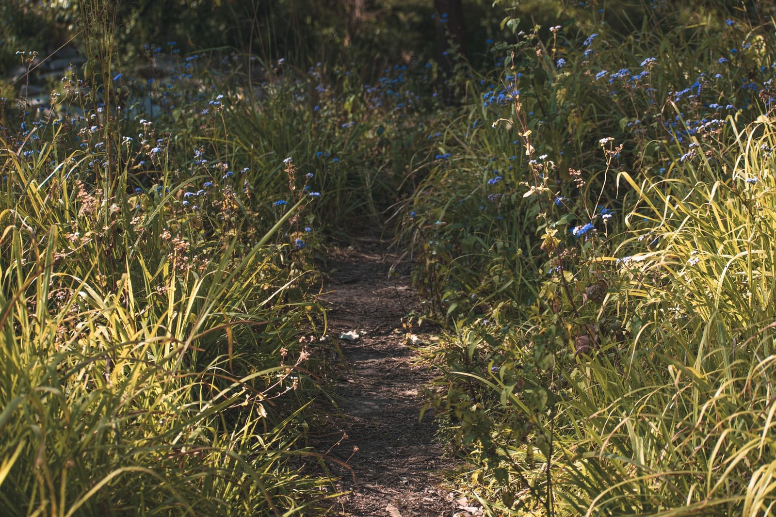 Sunlit path winds through wildflowers and grasses, showcasing Best Wisconsin Native Plants for Pollinators and