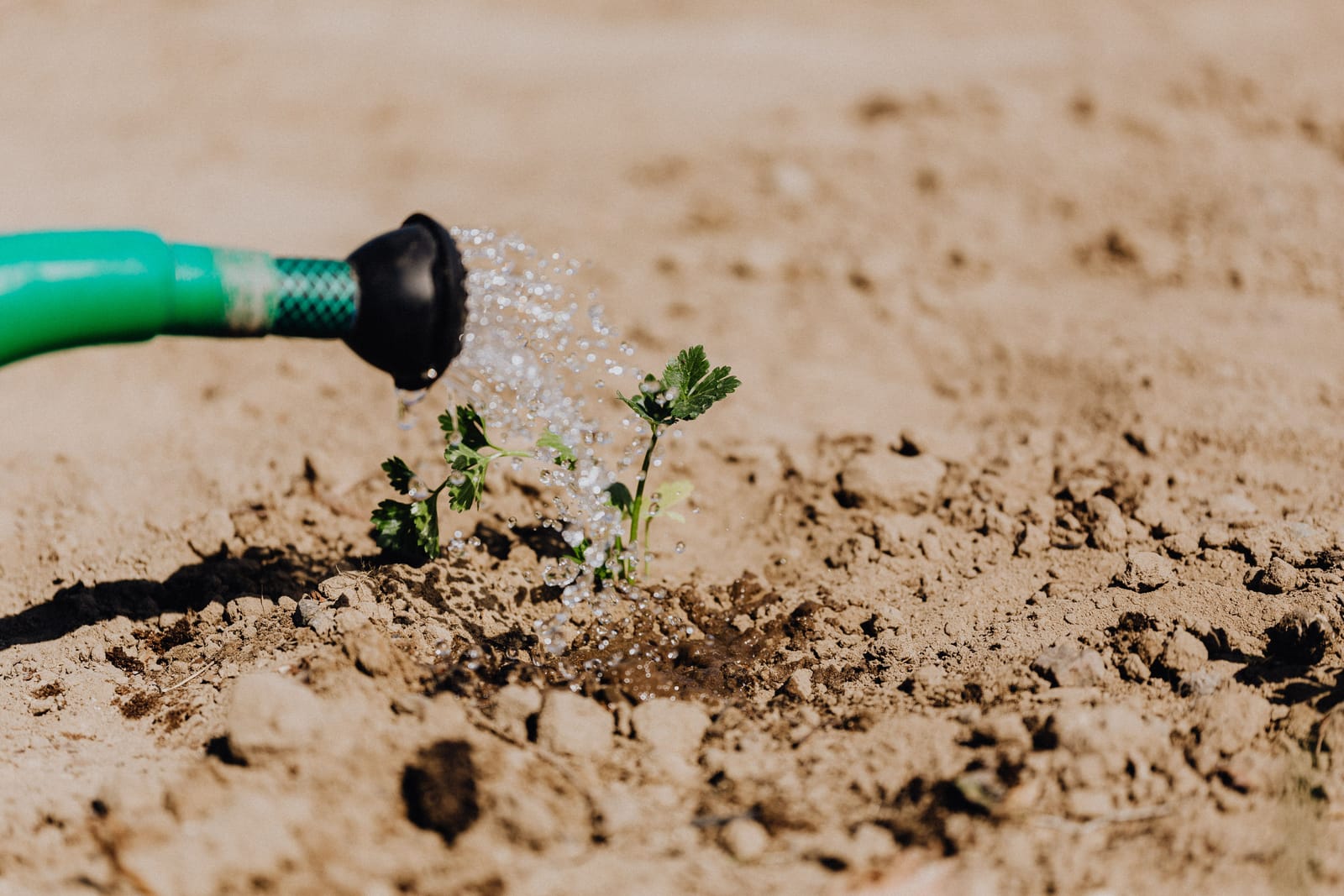 A young plant receives water in dry soil, ideal for Best Wisconsin Native Plants for