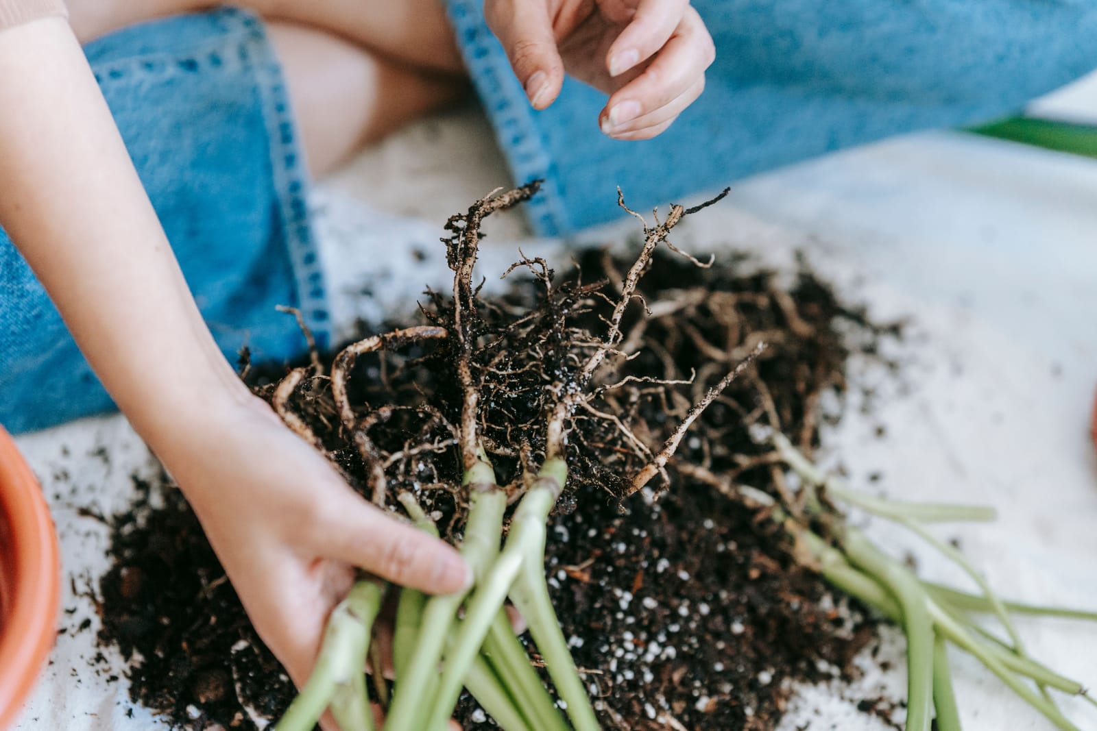 Hands gently remove roots from a plant in soil